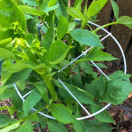 -grow_thru_ring_in_action