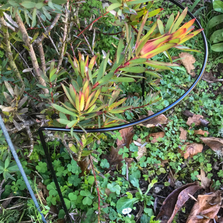 -hh2_black_in_garden