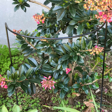 -hh4_black_in_garden