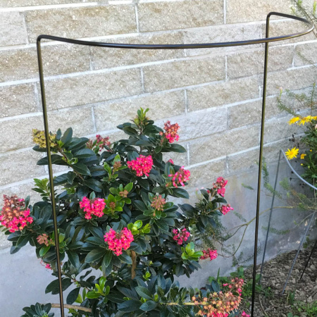 -hh8_black_in_garden