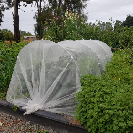 combi_cloche_in_vege_garden