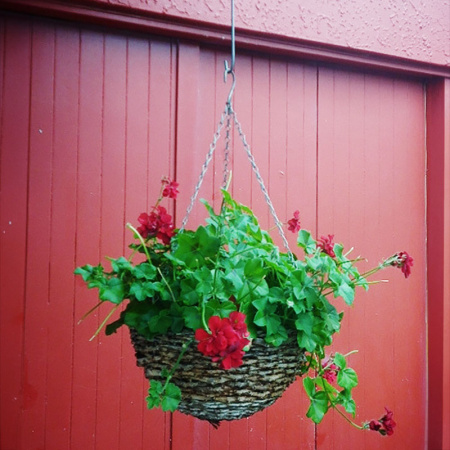 skyhook_with_red_geranium