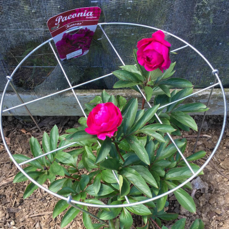 -gtr_50cm_dia_peony_159103524